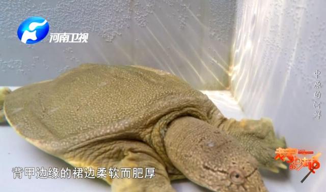 中原河鲜，那份割舍不下的家乡美味