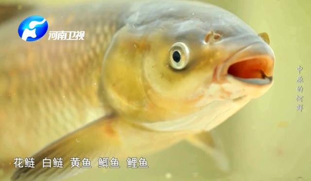 中原河鲜，那份割舍不下的家乡美味