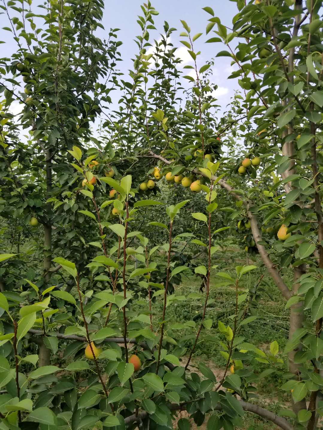 稀世珍果惊现商水和畅农庄