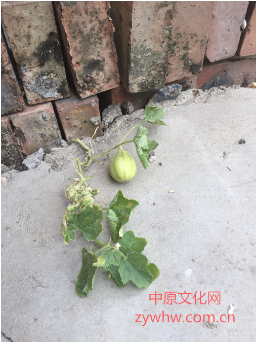 这个世界我来过