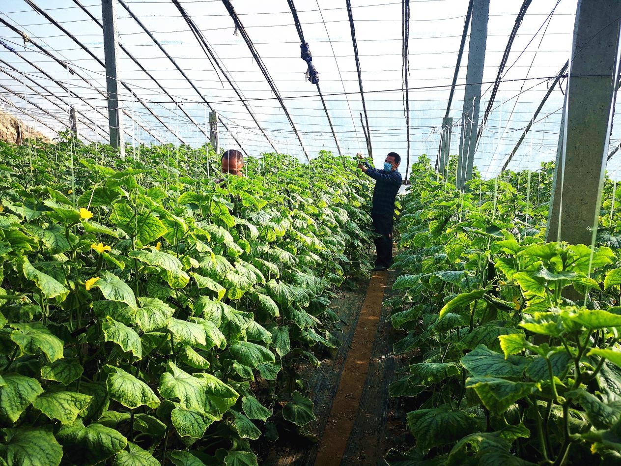 河南扶沟:人勤菜甜春色好 生产有序供应足