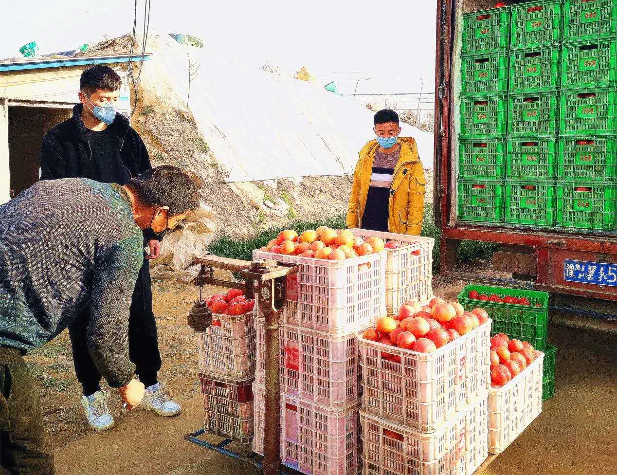 河南扶沟:人勤菜甜春色好 生产有序供应足