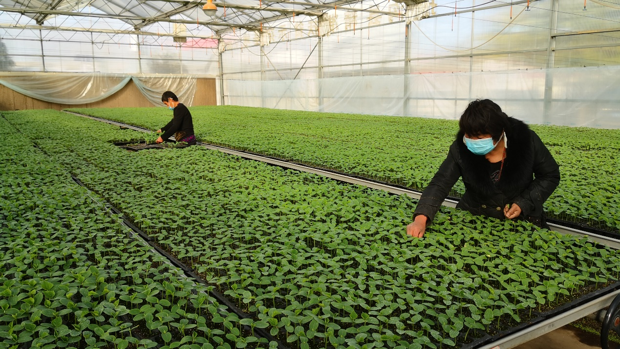 散文：愿岁月静好