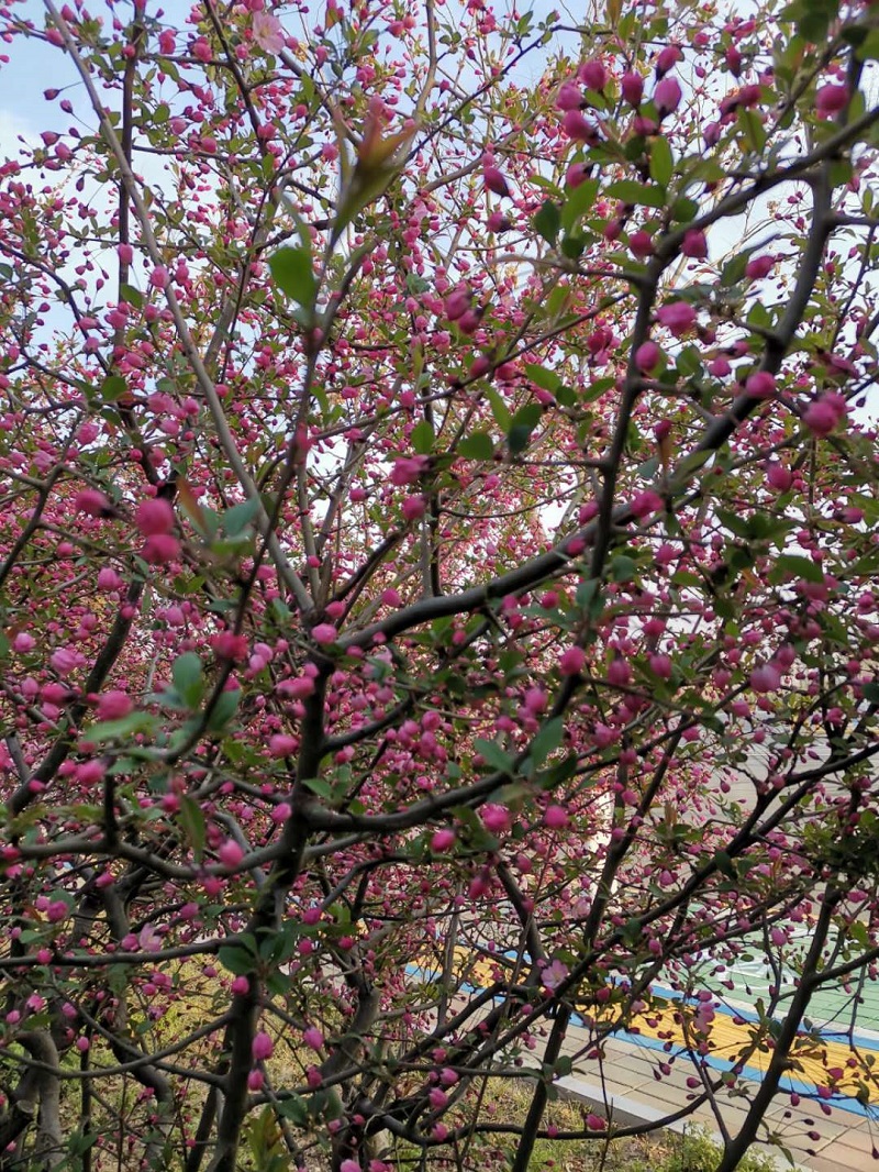 春来花满城