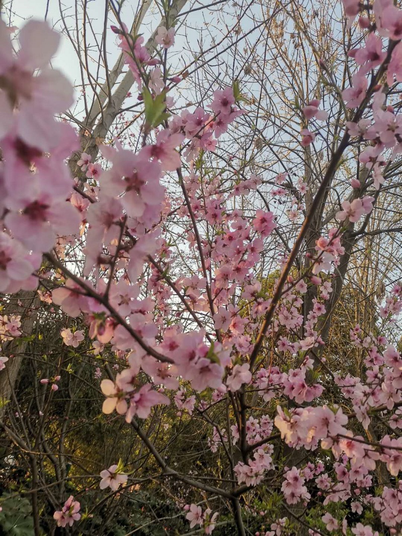春来花满城