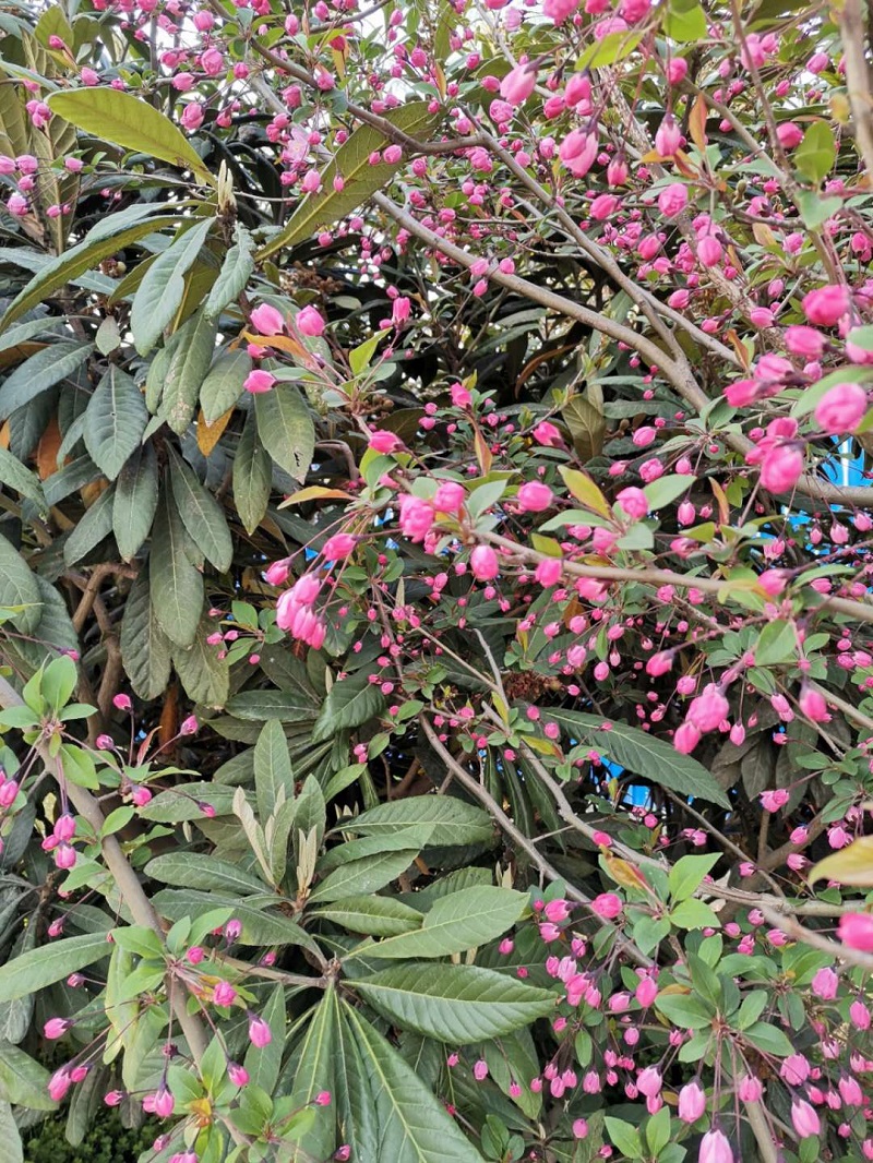 春来花满城