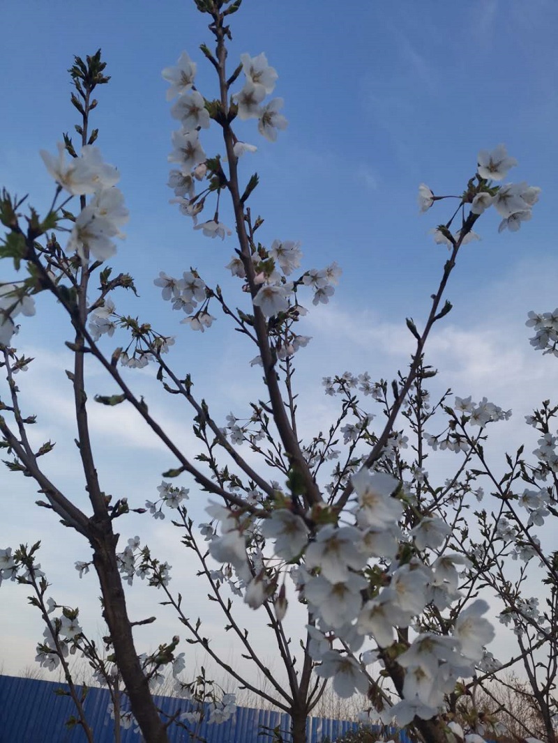 春来花满城