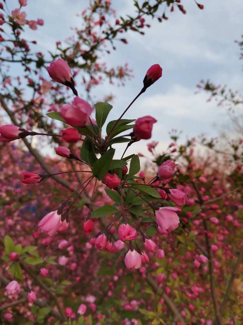 春来花满城