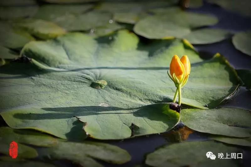 龙湖荇菜，梦回《诗经》三千年