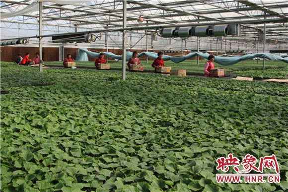扶沟县：“菜博会”架起脱贫致富“高速路”