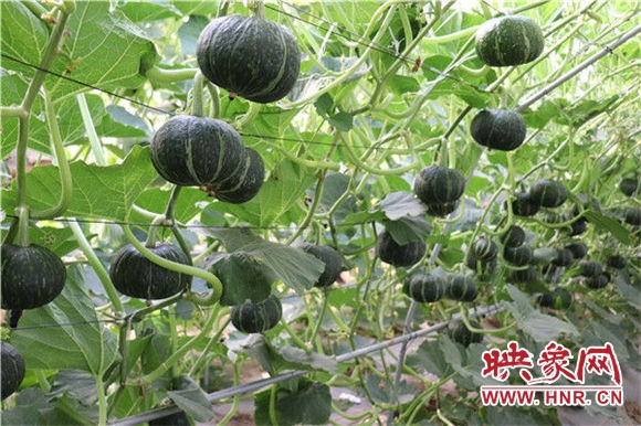 扶沟县：“菜博会”架起脱贫致富“高速路”