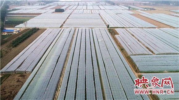 扶沟县：“菜博会”架起脱贫致富“高速路”