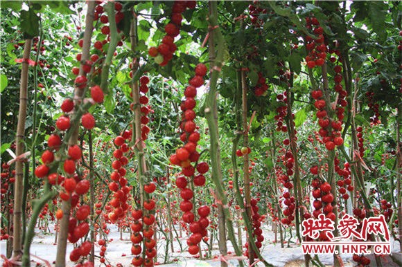 扶沟县：“菜博会”架起脱贫致富“高速路”