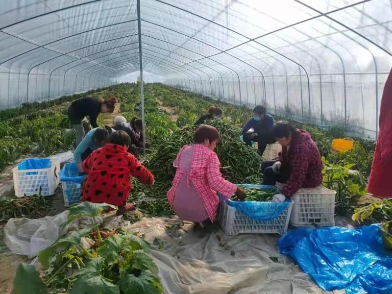 太康县逊母口镇：深冬时节大棚里“春意盎然”