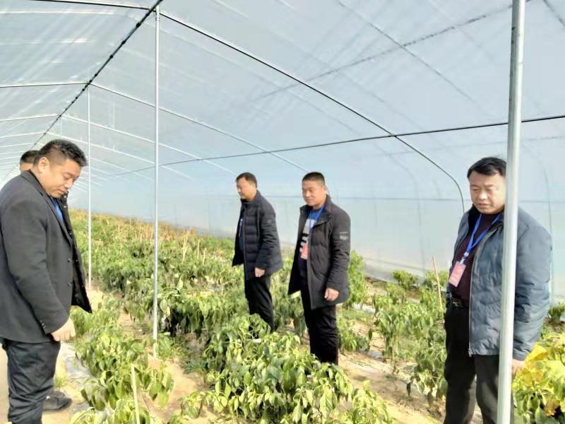 太康县逊母口镇：深冬时节大棚里“春意盎然”