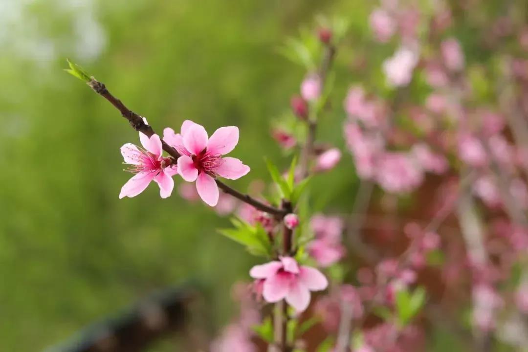 赴一场与桃花的相会