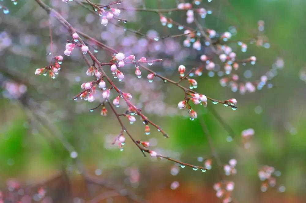 赴一场与桃花的相会