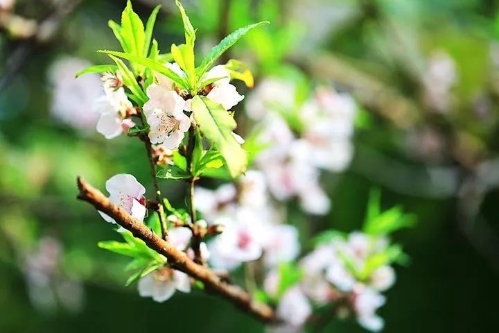 赴一场与桃花的相会