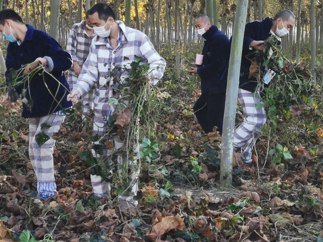 周口精神康复医院农疗基地，让爱心蜜薯更“甜蜜”