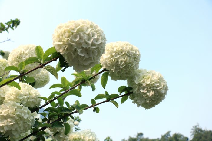 河南博物院绣球花开香满园