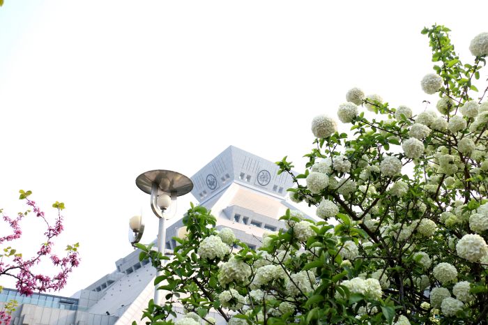 河南博物院绣球花开香满园