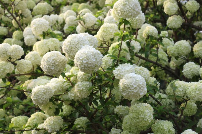 河南博物院绣球花开香满园