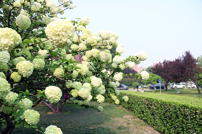 河南博物院绣球花开香满园