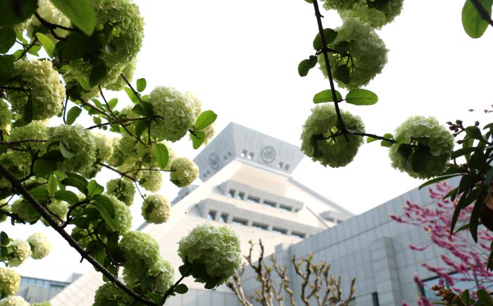河南博物院绣球花开香满园