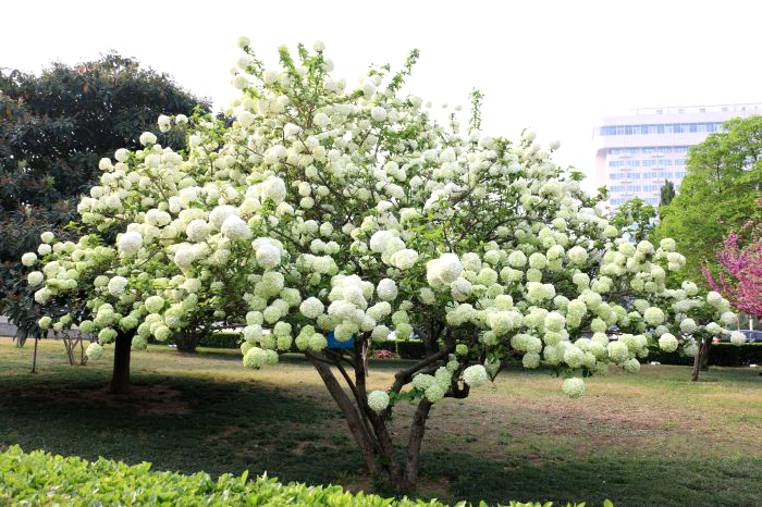 河南博物院绣球花开香满园