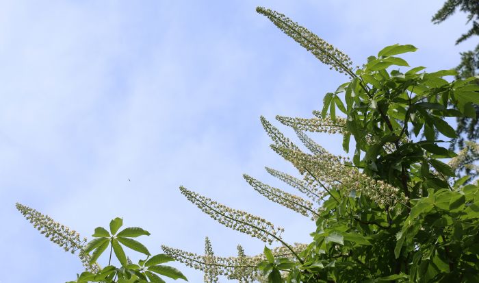 人间四月芳未尽 “姿”雅“色”美的七叶树开花了