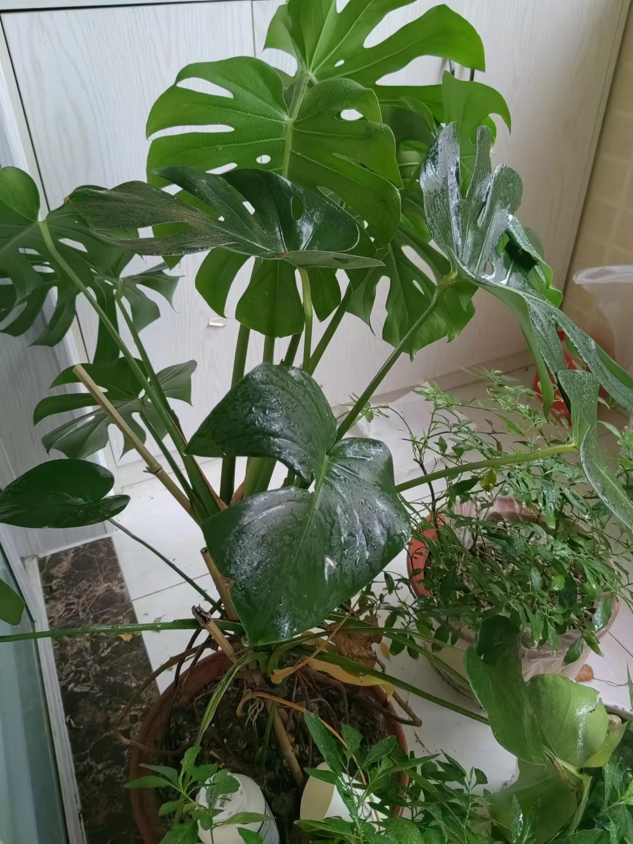 细细春雨声情洒三月天
